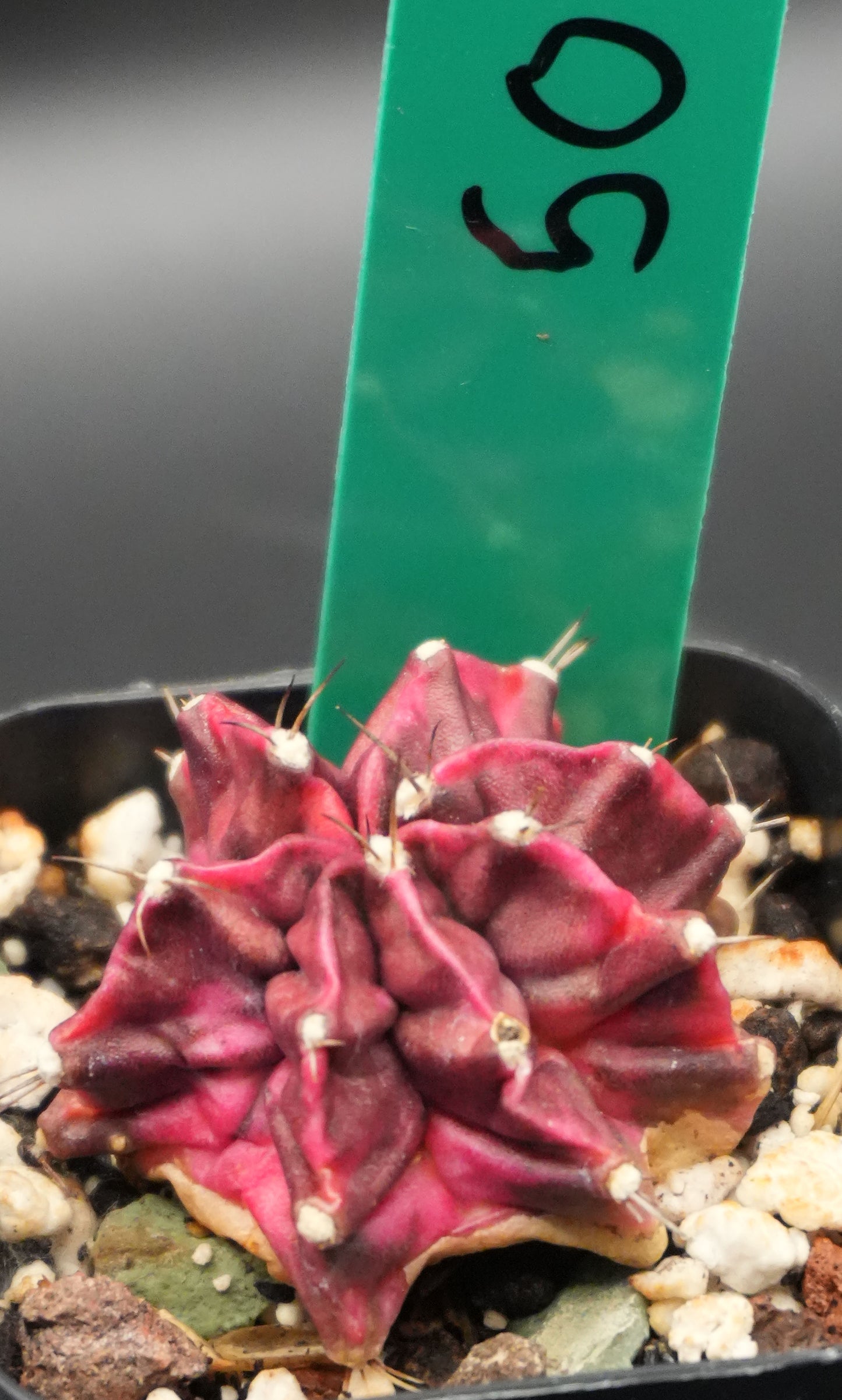 #50 Seed Grown T-Rex Hybrid Gymnocalycium Mihanovichii Variegata