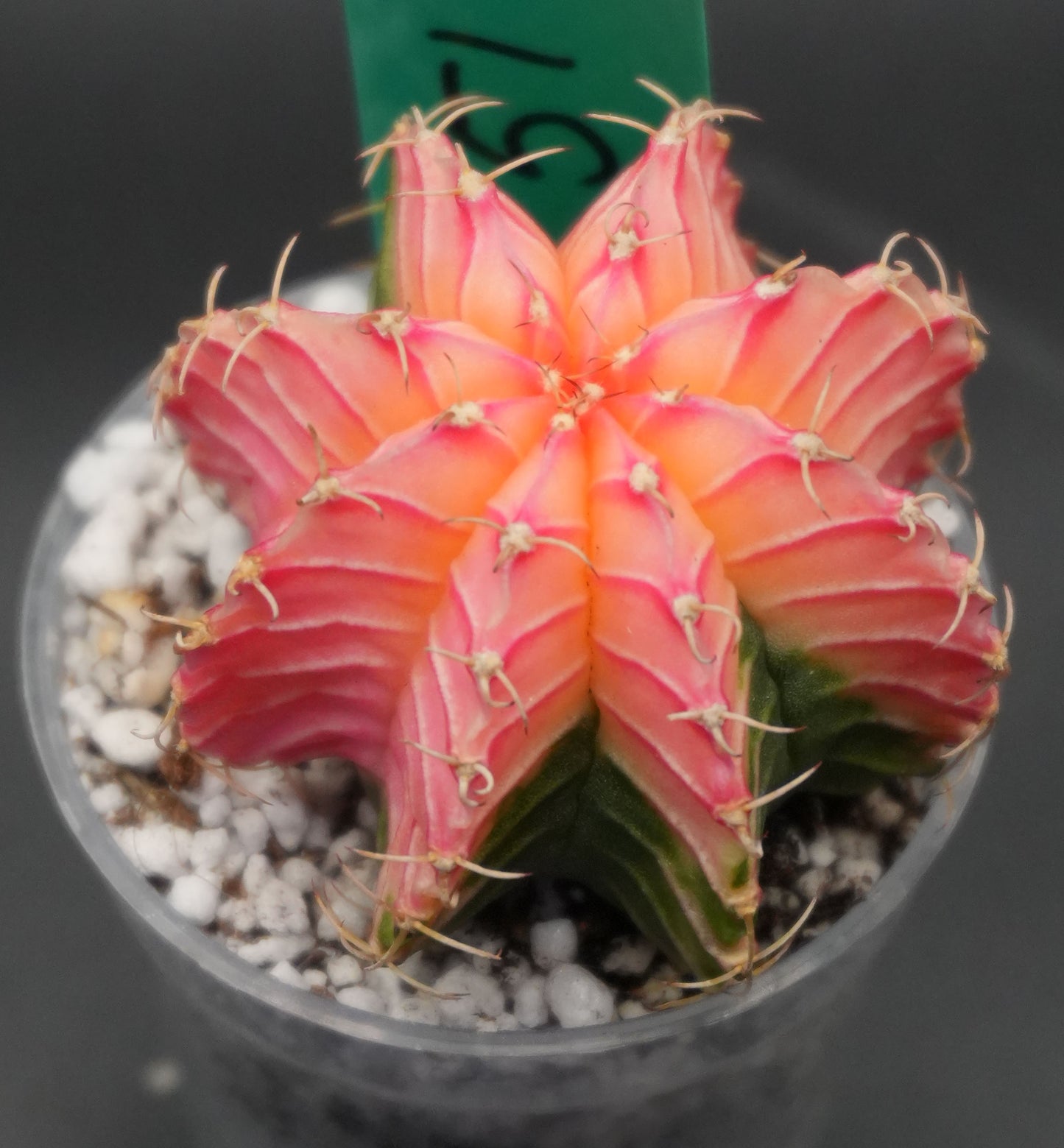 #51 Seed Grown Gymnocalycium Mihanovichii Variegata