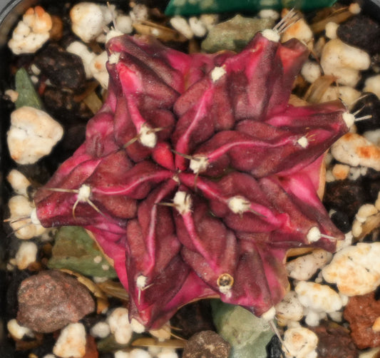 #50 Seed Grown T-Rex Hybrid Gymnocalycium Mihanovichii Variegata