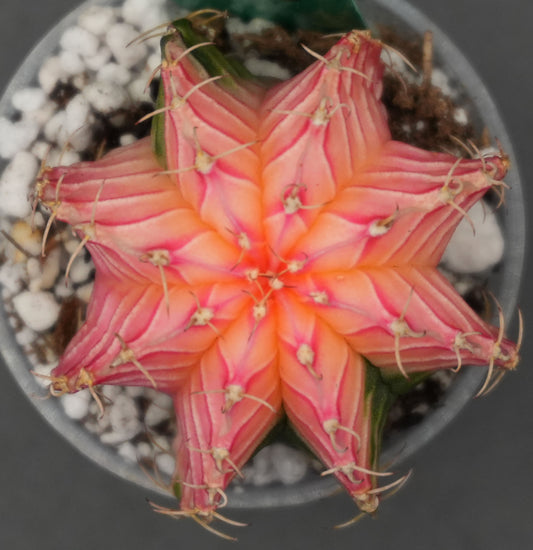 #51 Seed Grown Gymnocalycium Mihanovichii Variegata