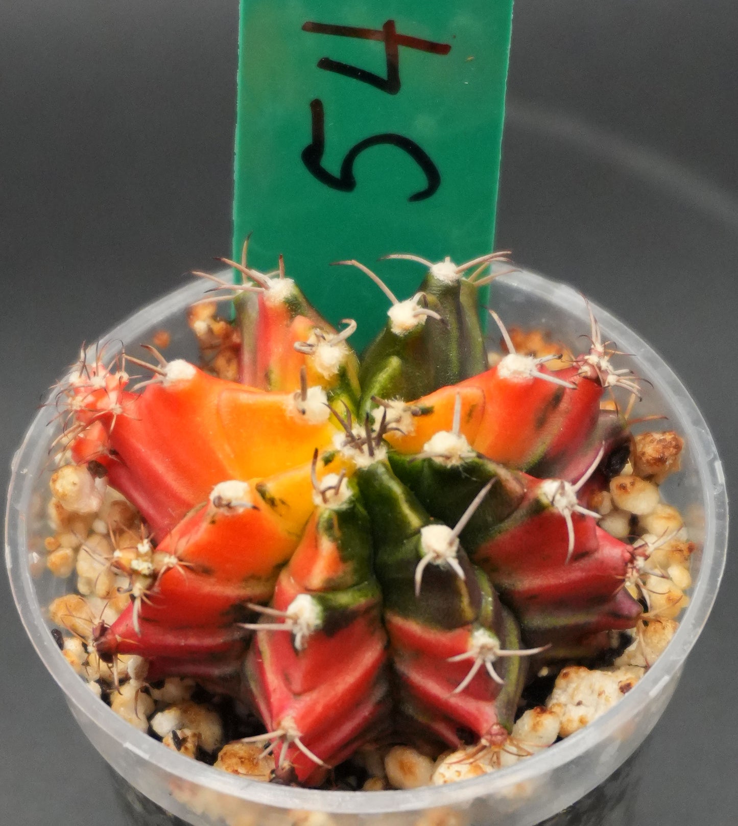 #54 Seed Grown Gymnocalycium Mihanovichii Variegata