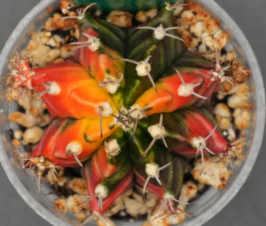 #54 Seed Grown Gymnocalycium Mihanovichii Variegata